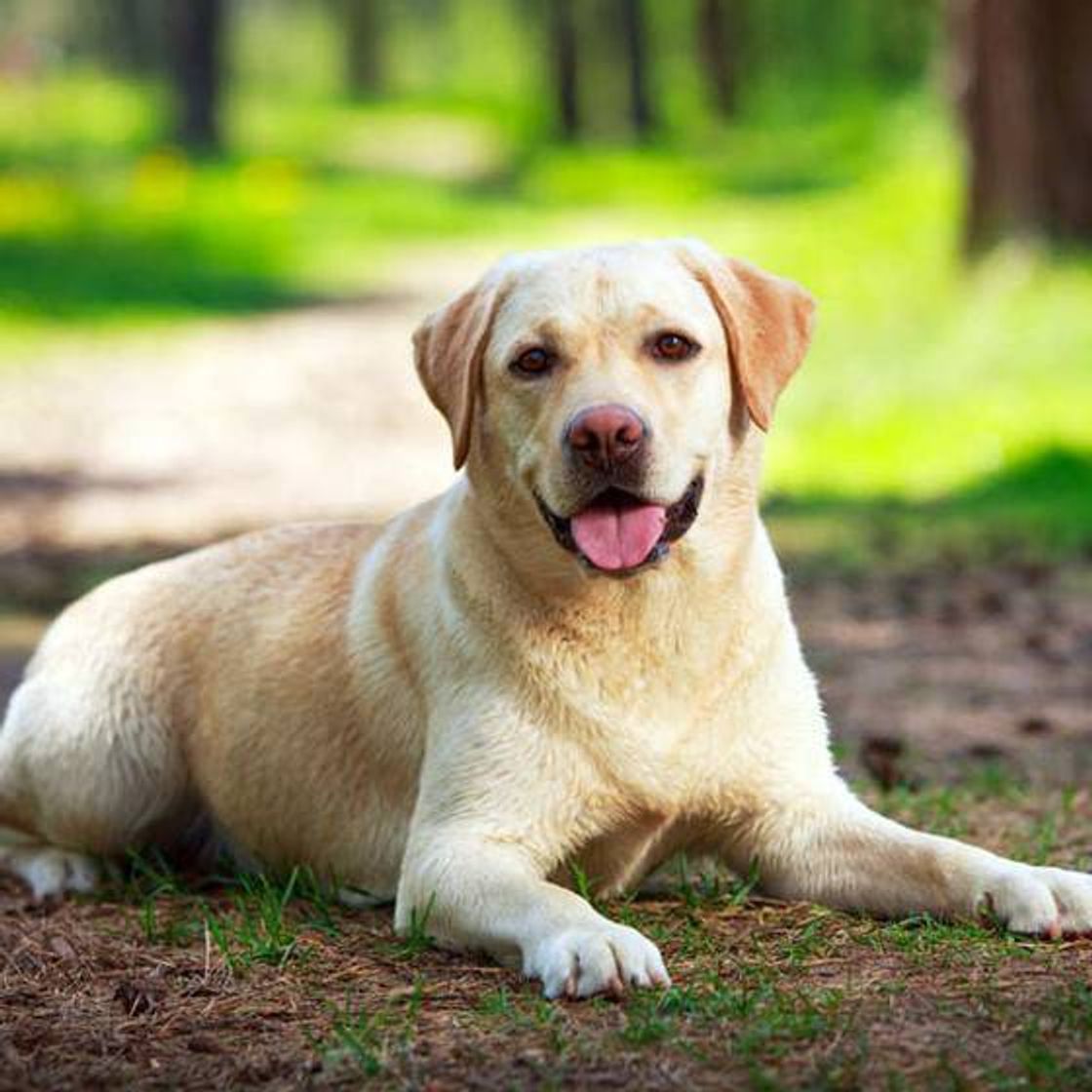 Fashion Labrador