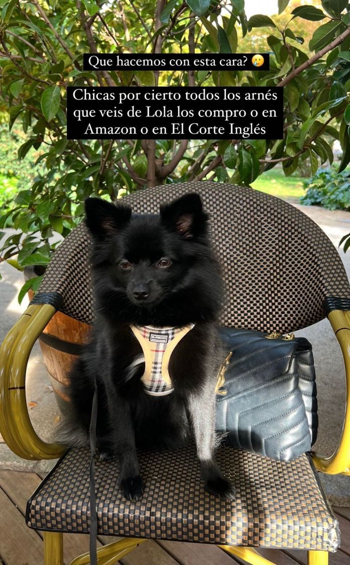 Social Arnés Perro 