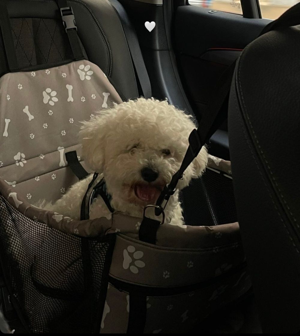 Fashion Car Seat Dog 