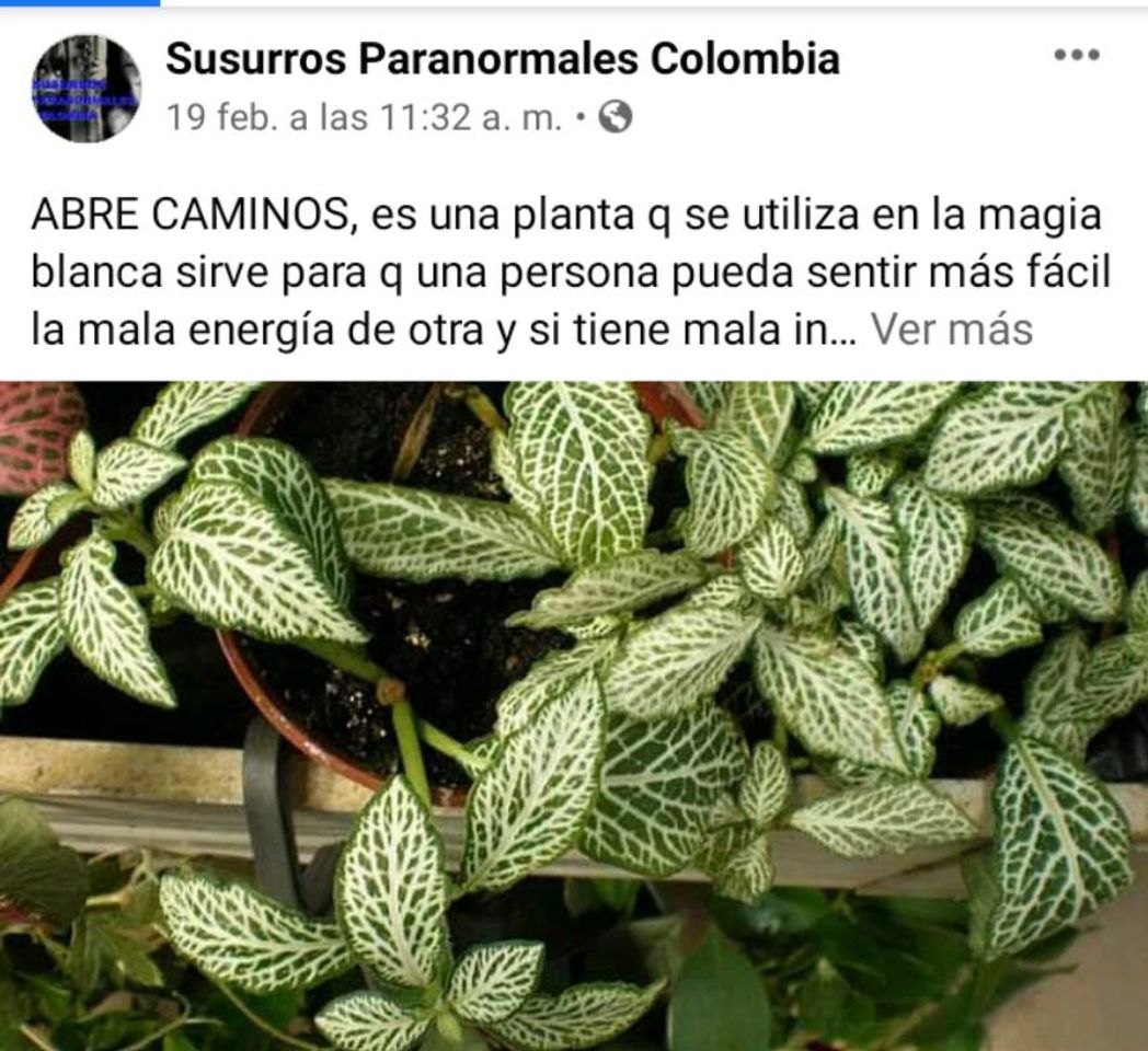 Moda Mira esta recomendación las plantas y sus poderes bendicion 