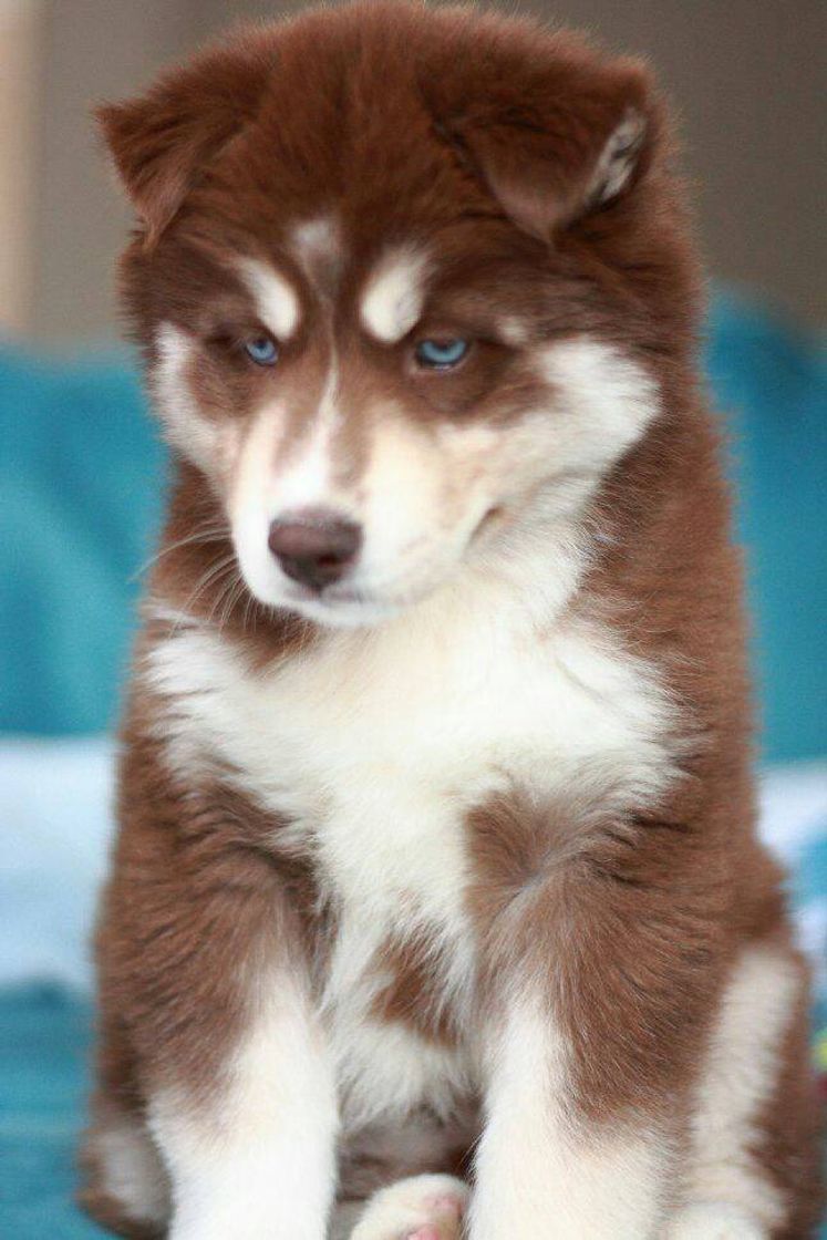 Moda Husky Puppy!! Sweet Malia