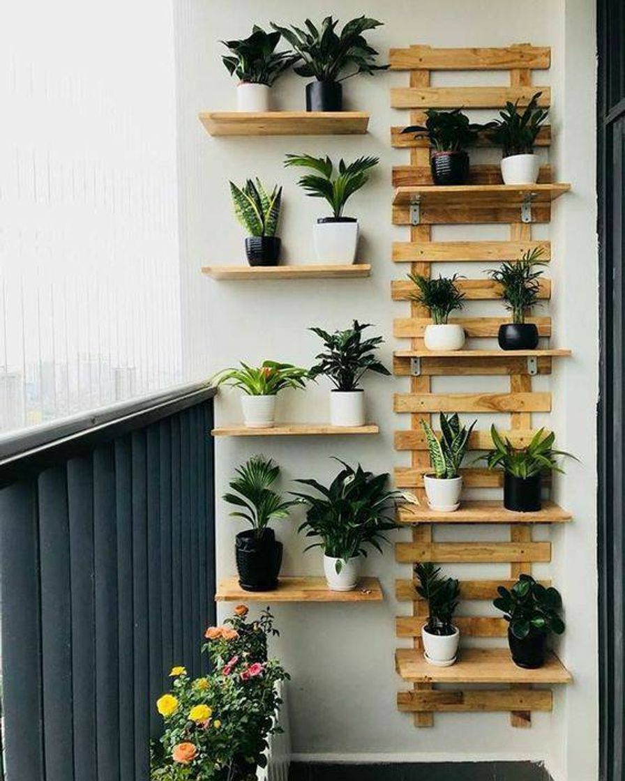 Moda Ideias para casa (plantas)