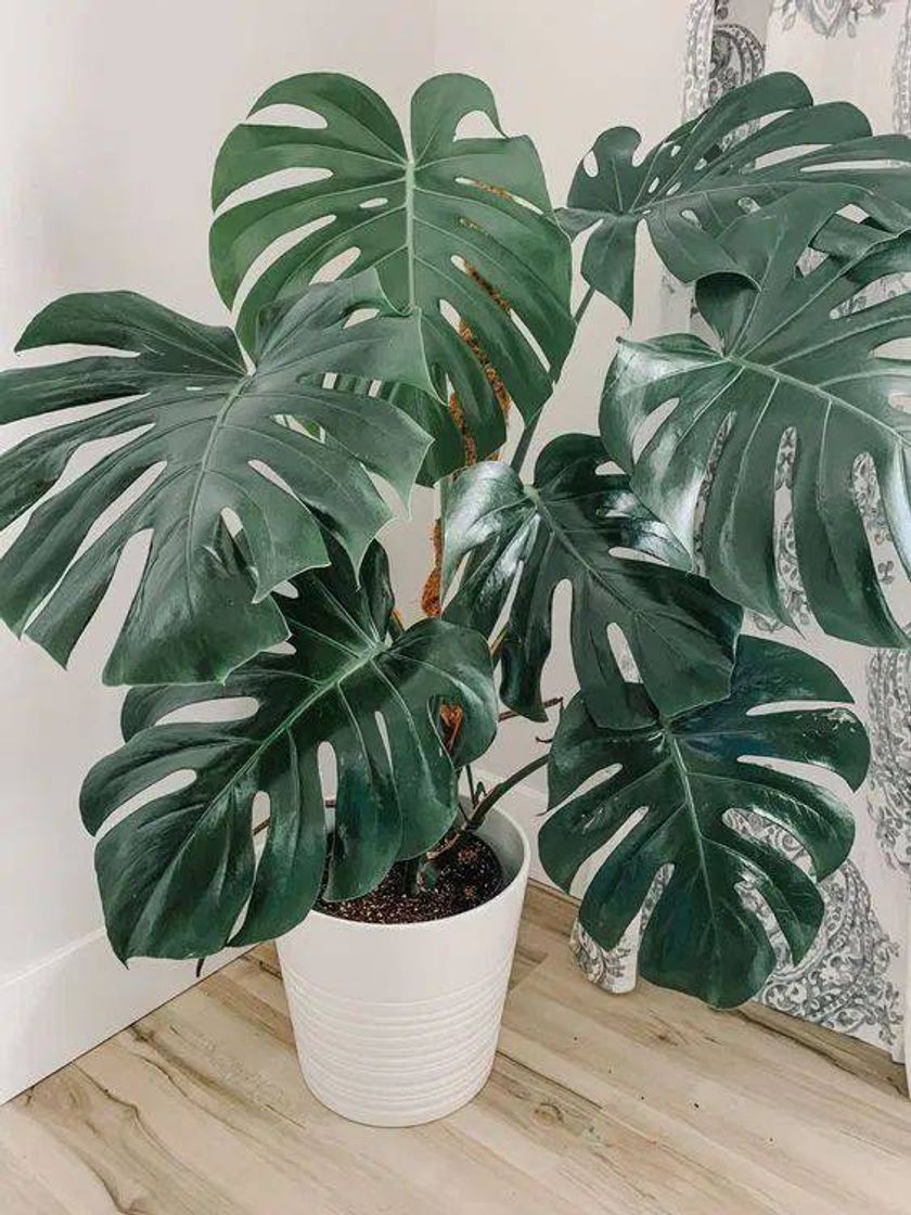 Fashion A Monstera Costela de Adão virou uma tendência queridinha