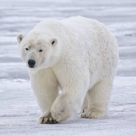 Urso-Polar (Clique em Saiba +)