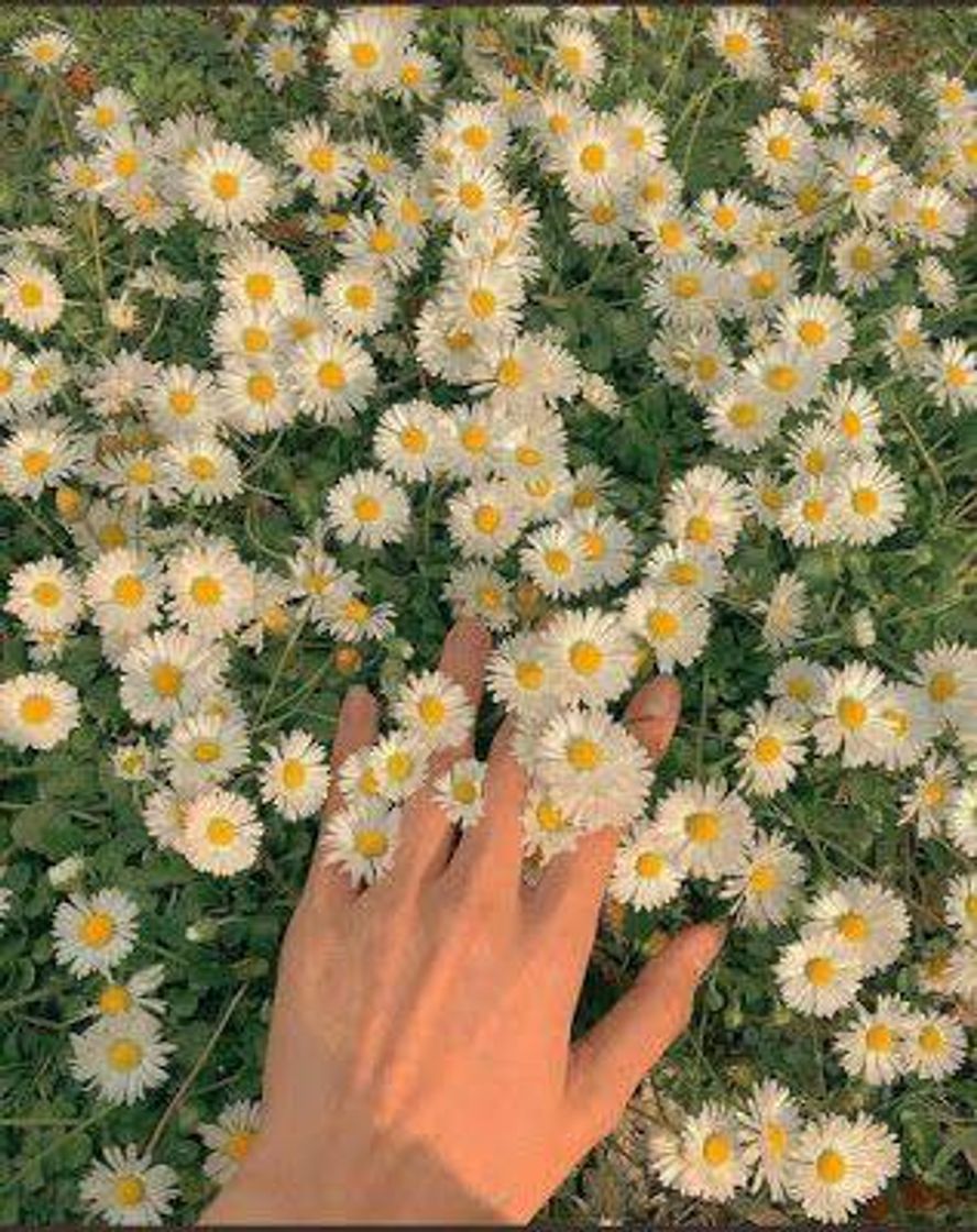 Moda Pequenas flores🌼