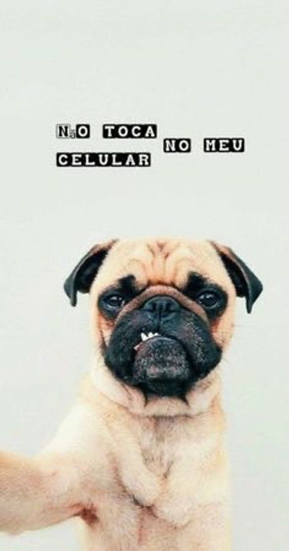 Moda Doguinho