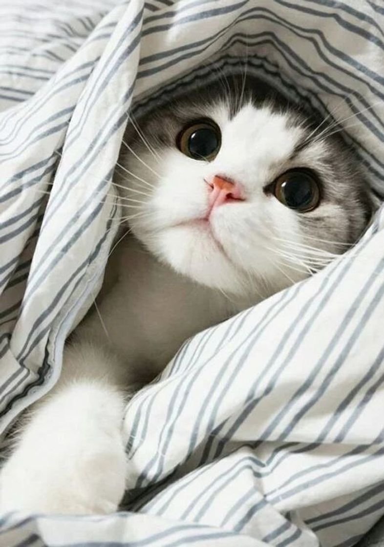 Social Cats