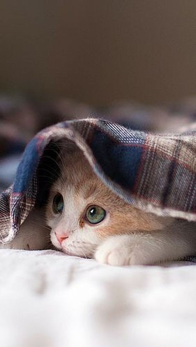 Social Cat