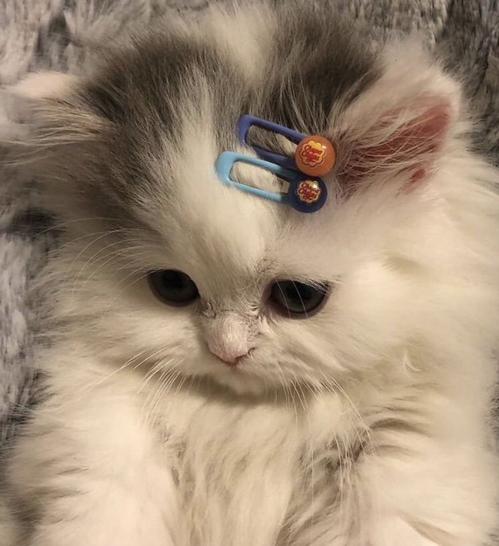 Social Cat