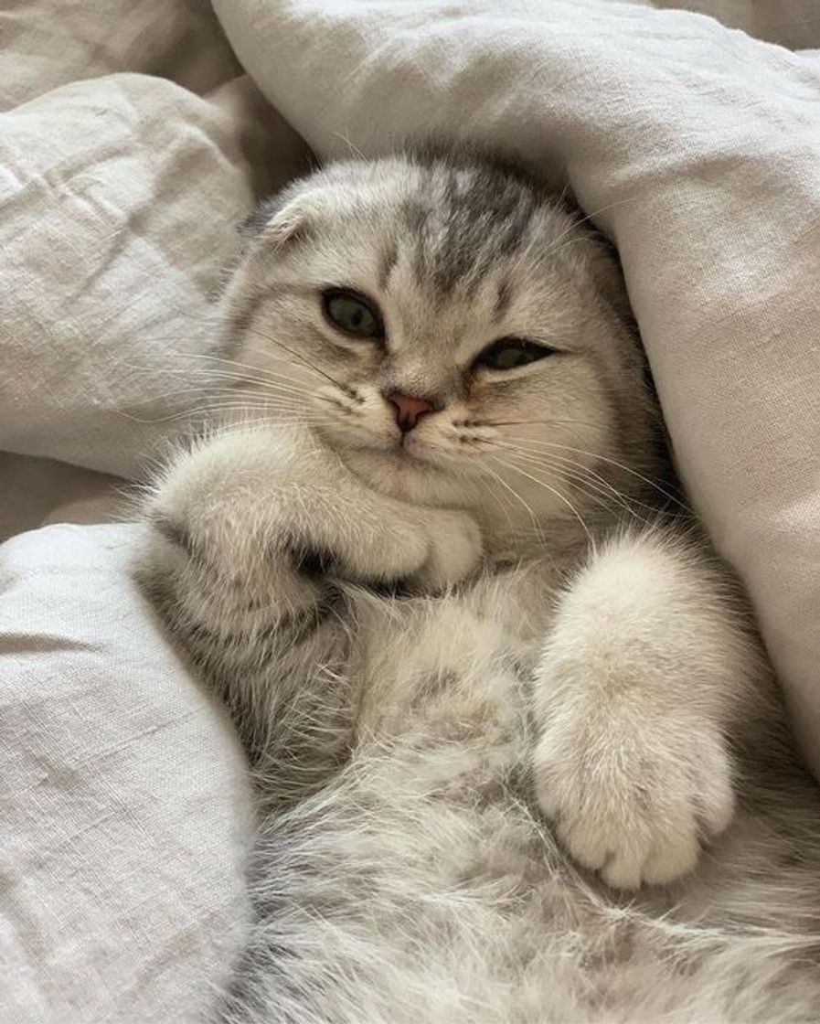 Social Cat