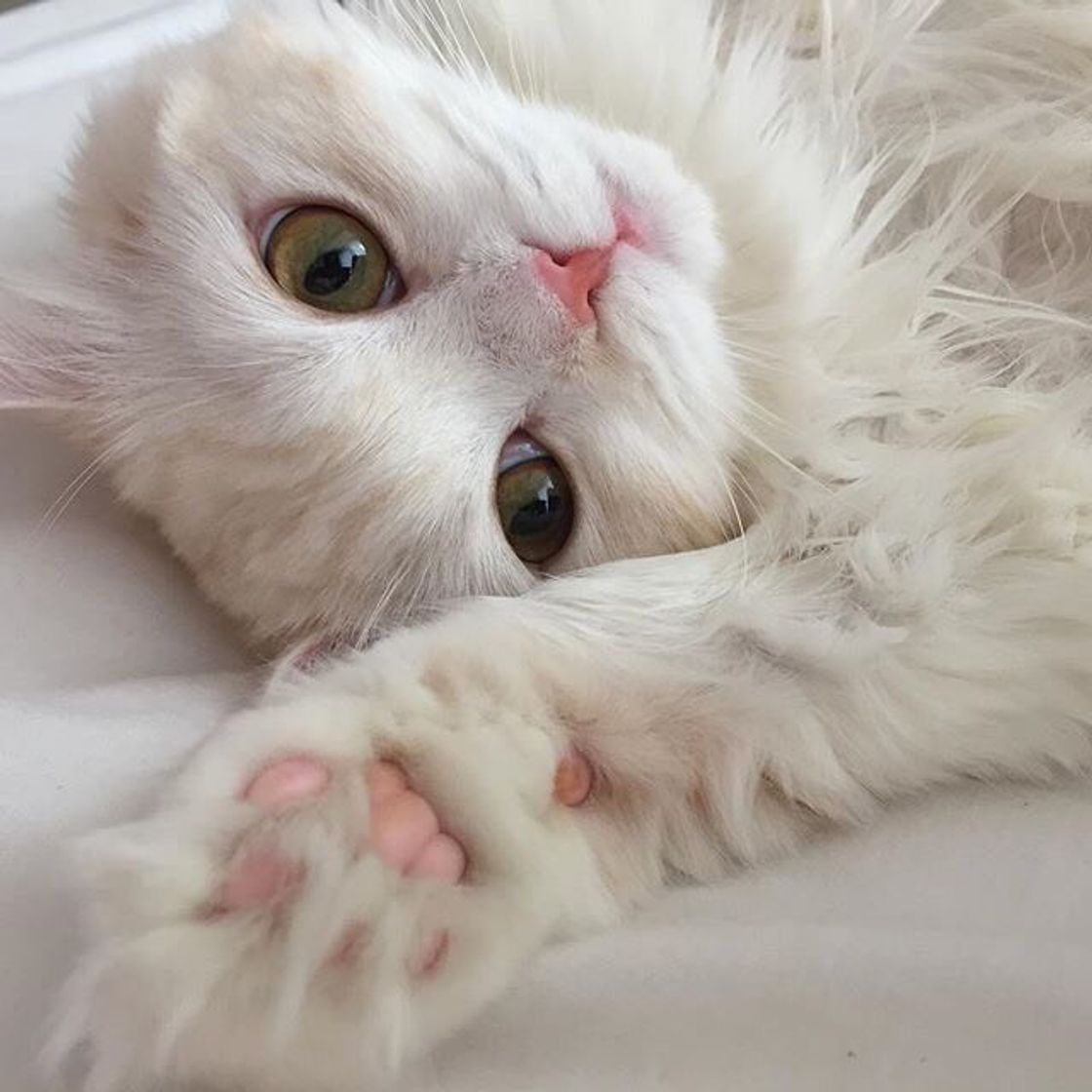 Social Cat