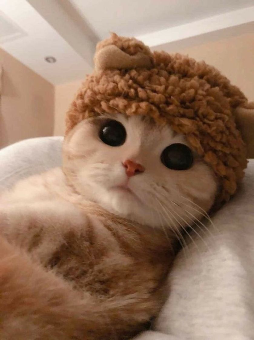 Social Cat