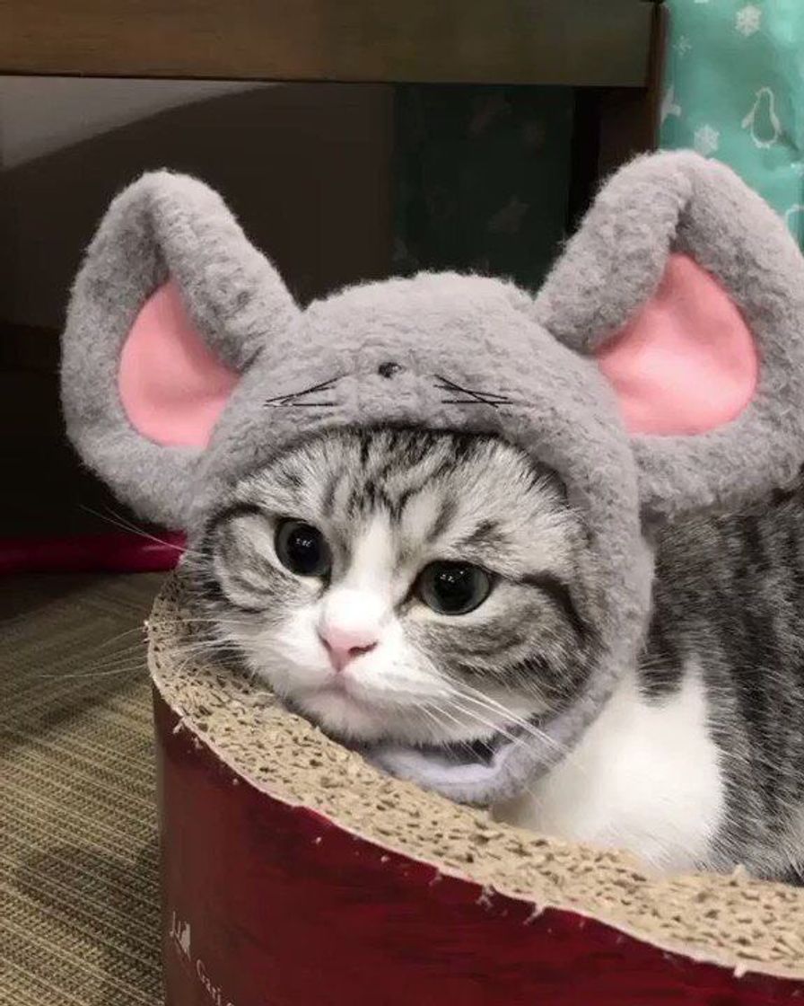 Social Cat