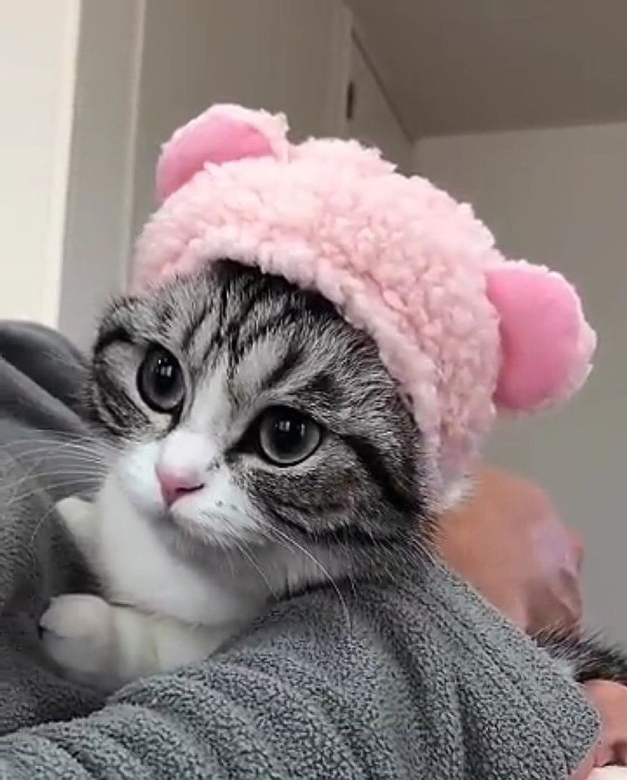 Social Cat