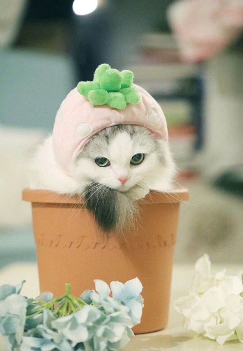 Social Cat