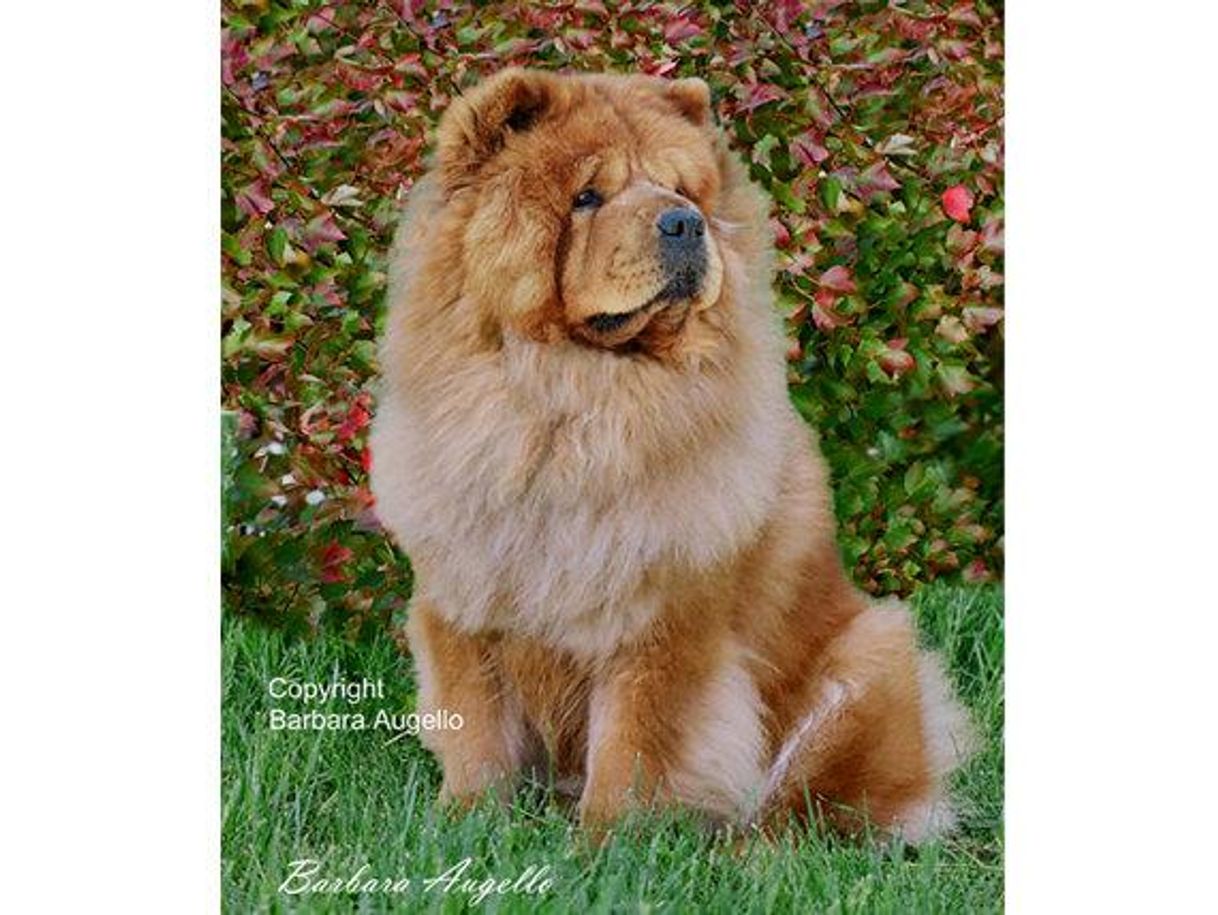 Fashion Chow chow