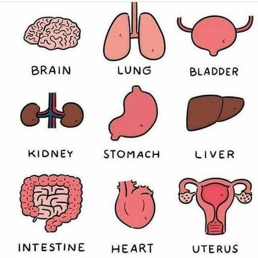 Some organs of the human body