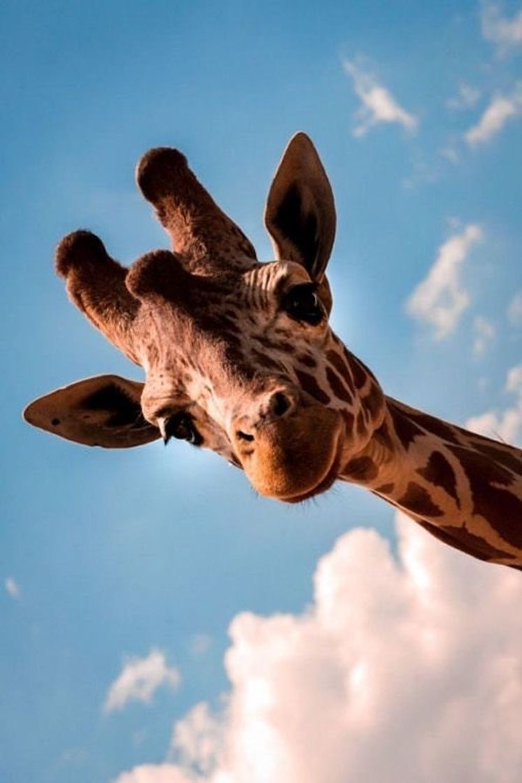 Social Girafa 🦒 