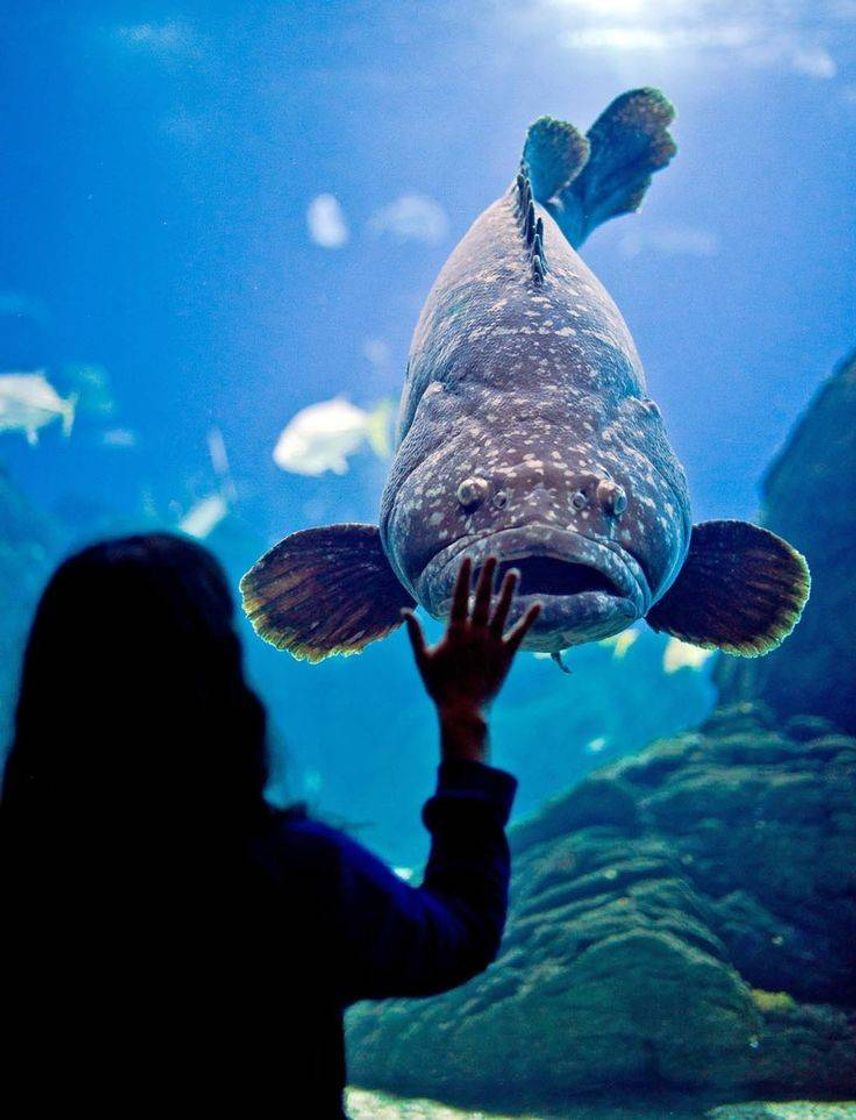 Lugares Oceanário de Lisboa.