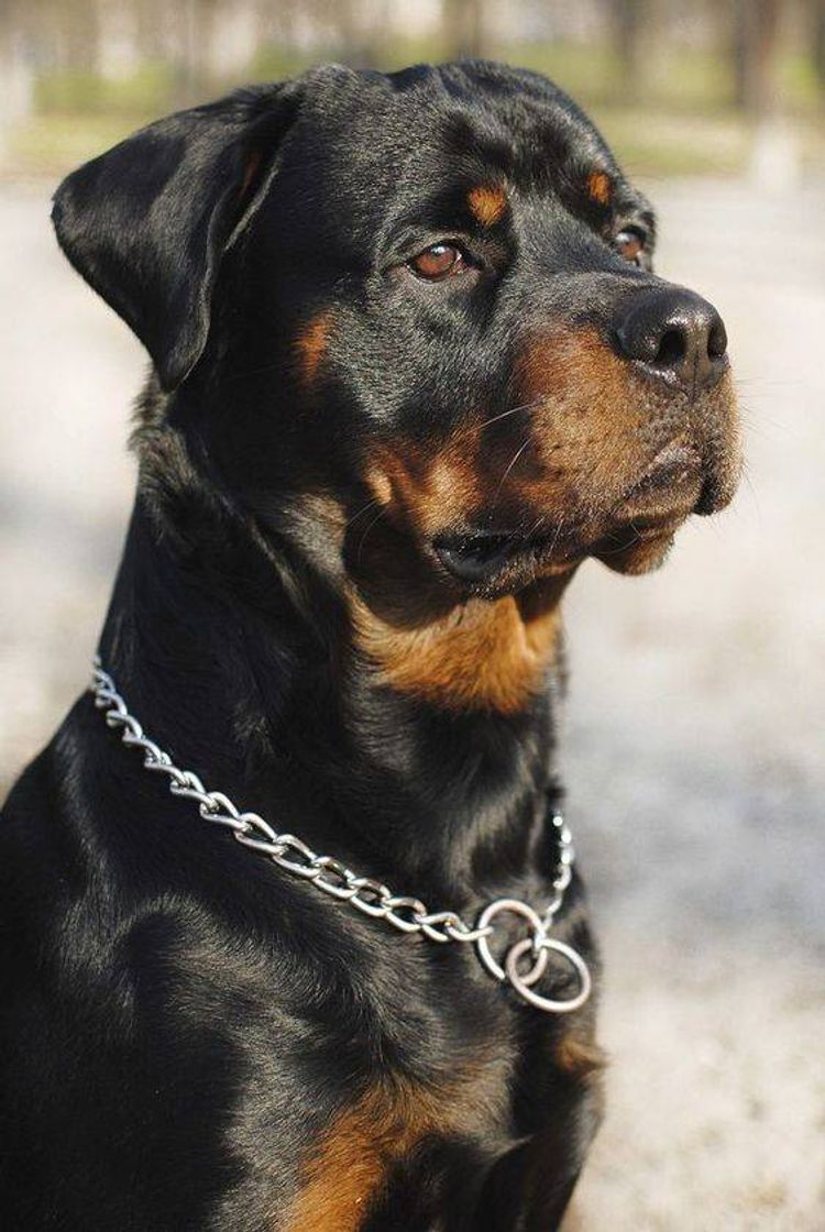 Moda Rottweiler