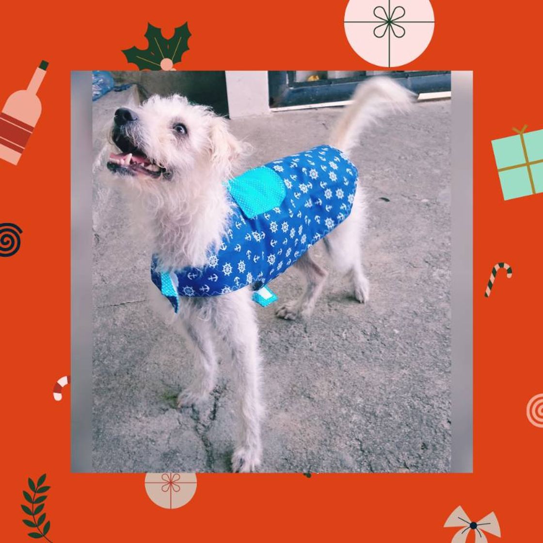 Moda Roupa para pets