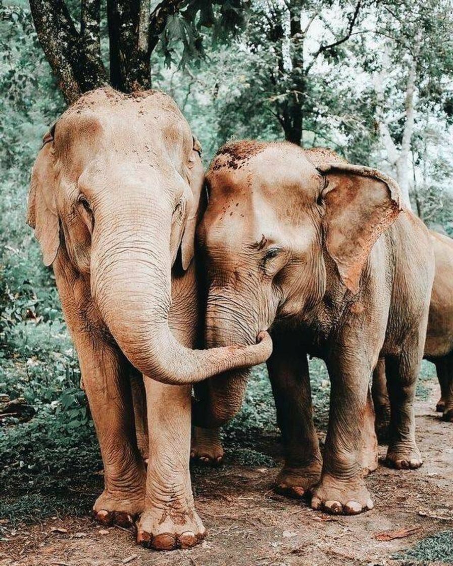 Moda 🐘❤️