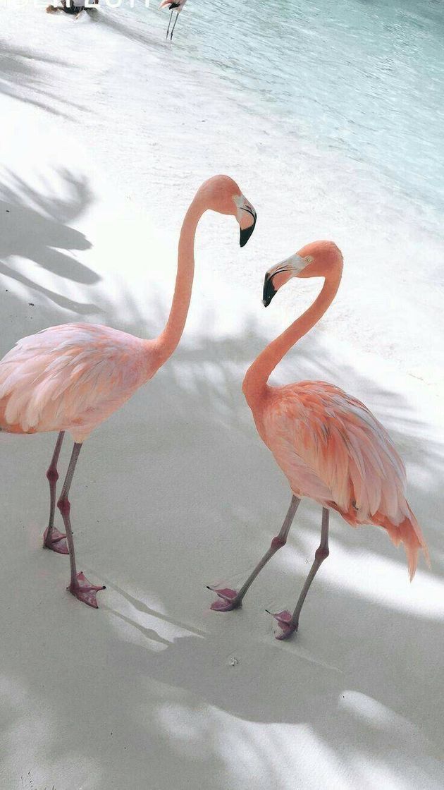 Moda Flamingo😍