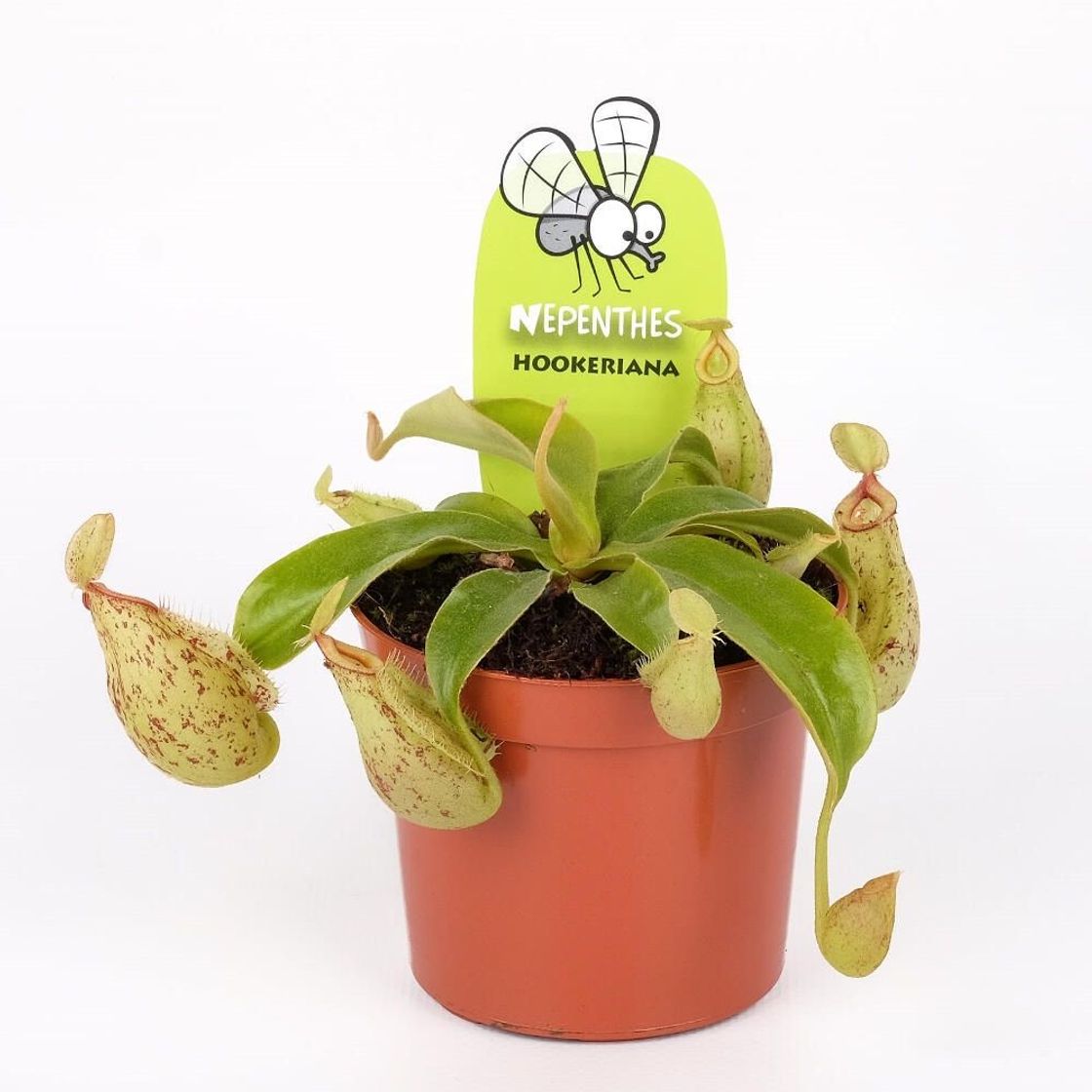 Moda NEPENTHES HOOCKERIANA M8 10CM - Garden Center Shop