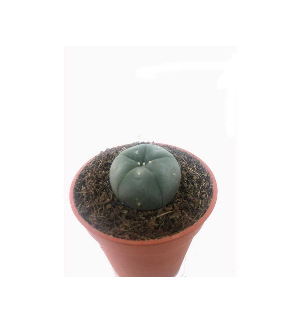 Products Lophophora Williamsi