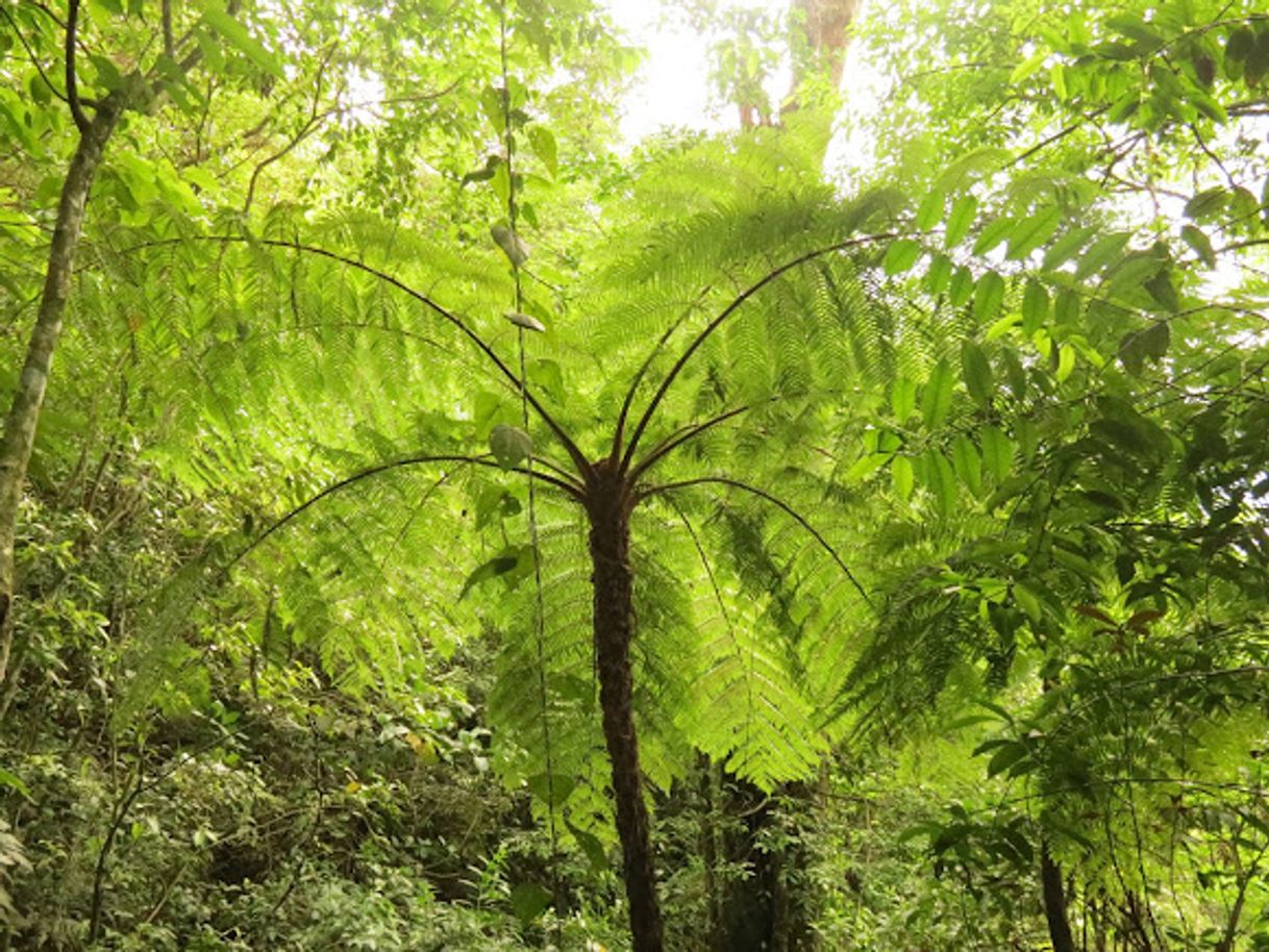 Productos Helecho arborescente