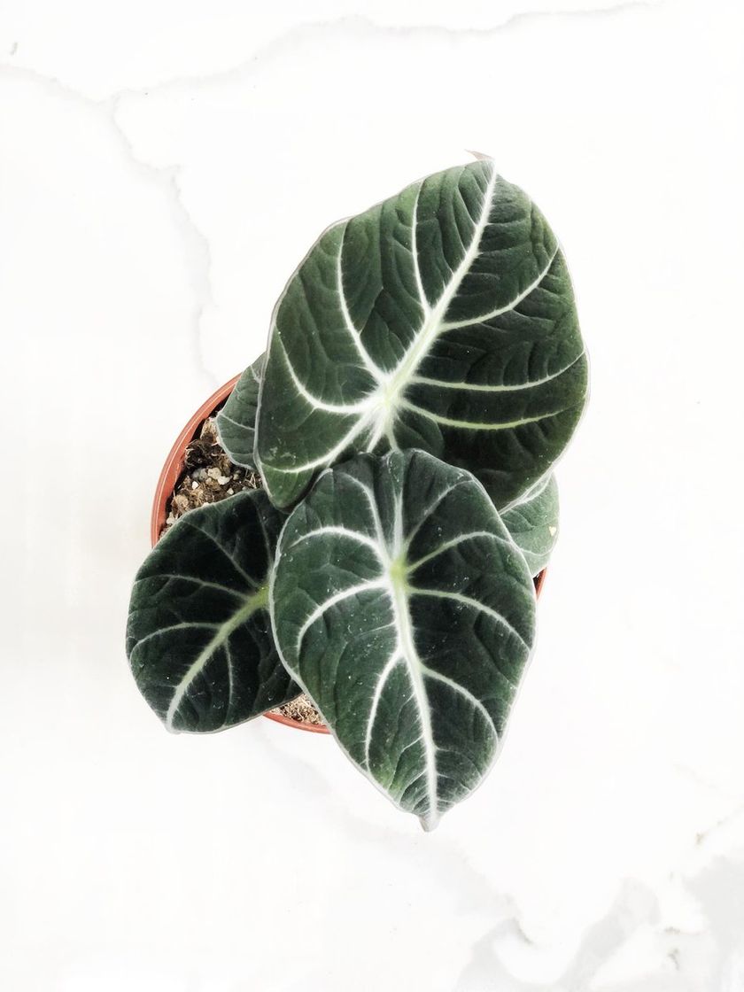 Product Alocasia velvet 12cm