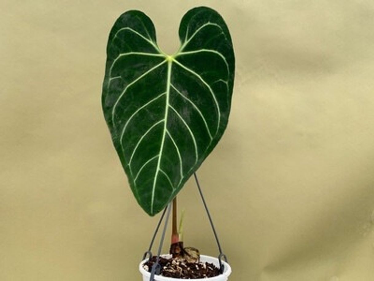 Product Anthurium Regale XL