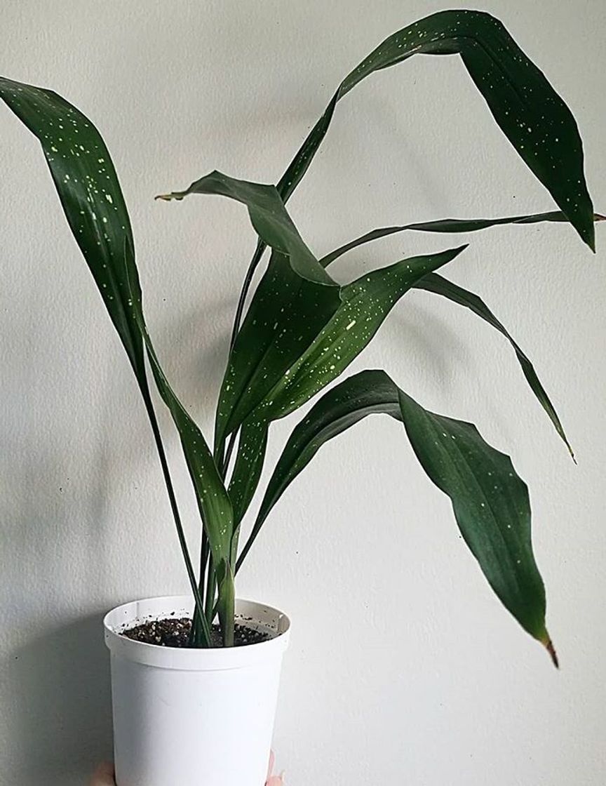 Producto Aspidistra elatior