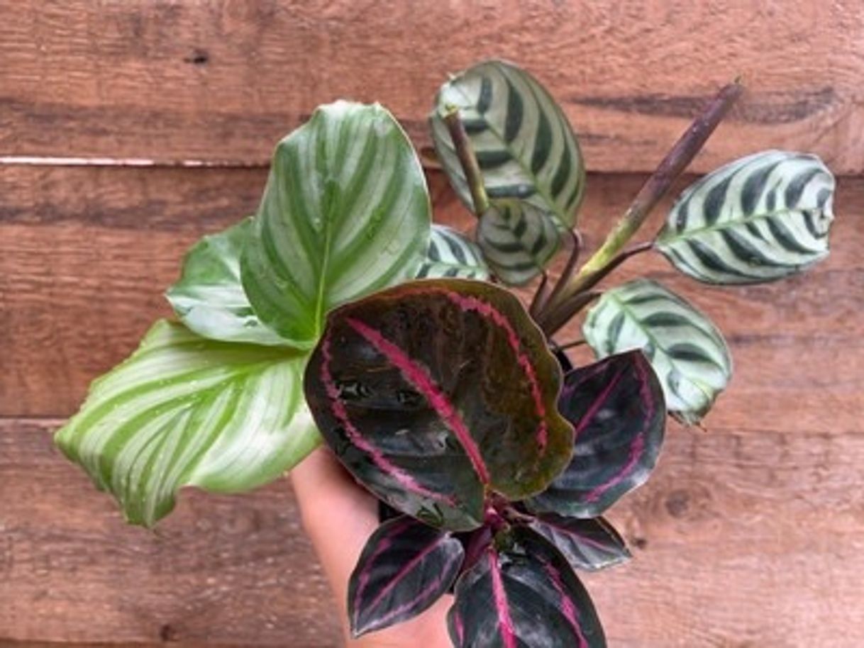 Product Mix Calatheas