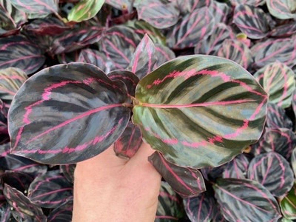 Productos Calathea Dottie