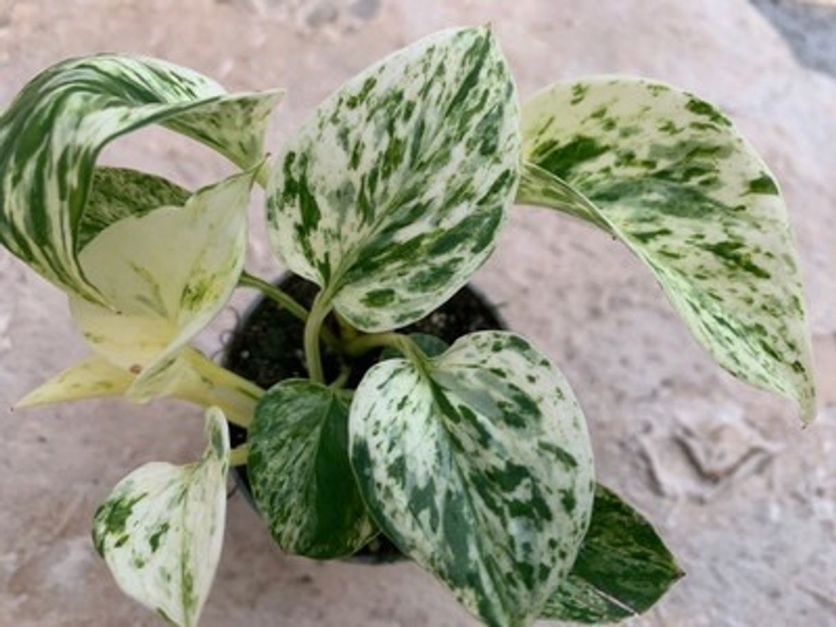 Product Pothos Marble Queen