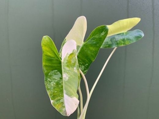 Philodendron Burle Marx Variegata Ableger