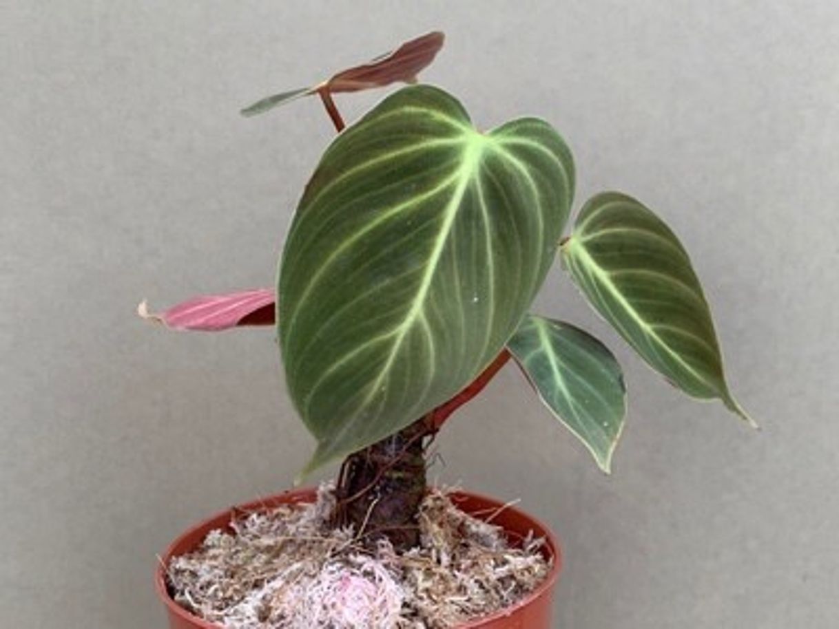 Productos Philodendron spec. El Choco Red M