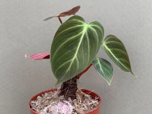 Philodendron spec. El Choco Red M