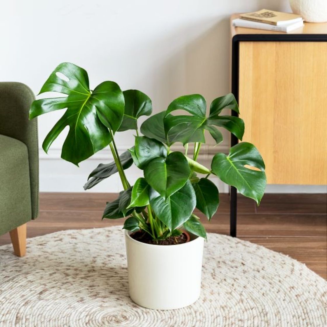 Products Plantas de interior