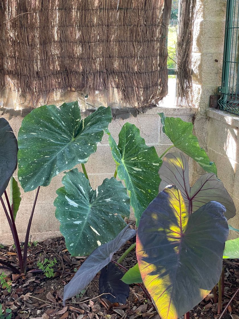 Products COLOCASIA Y ALOCASIA