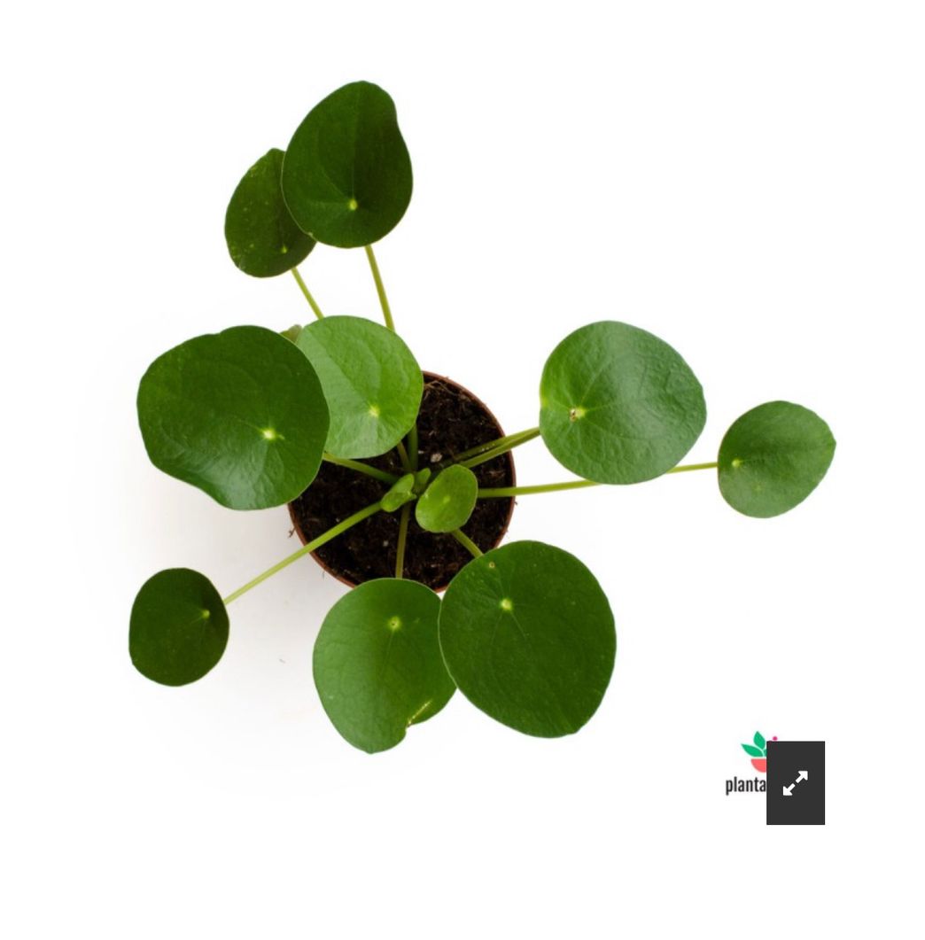 Moda Comprar Planta Pilea Peperomioides Mini|Plantadecor