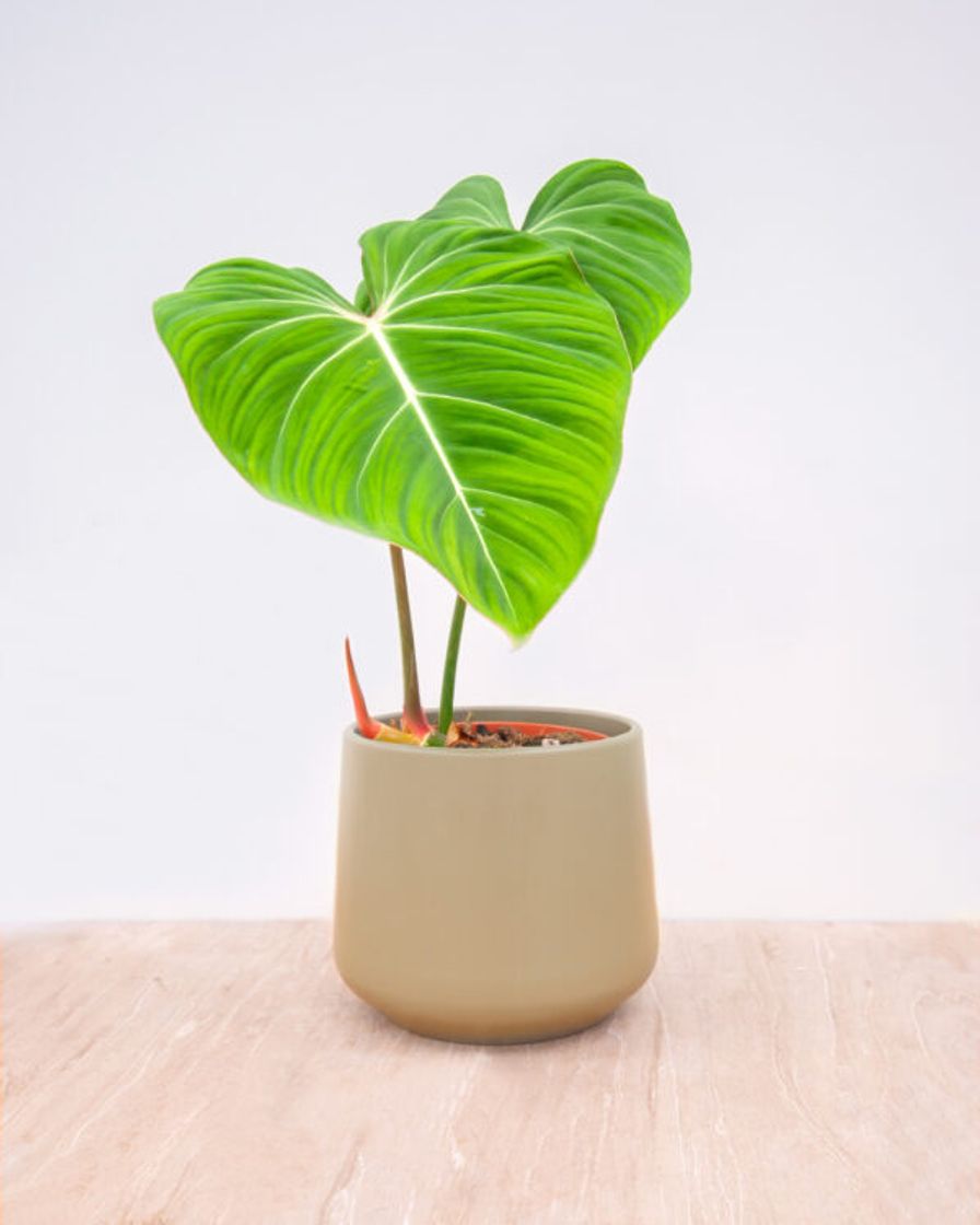 Moda Philodendron Gloriosum // PLNTS.com