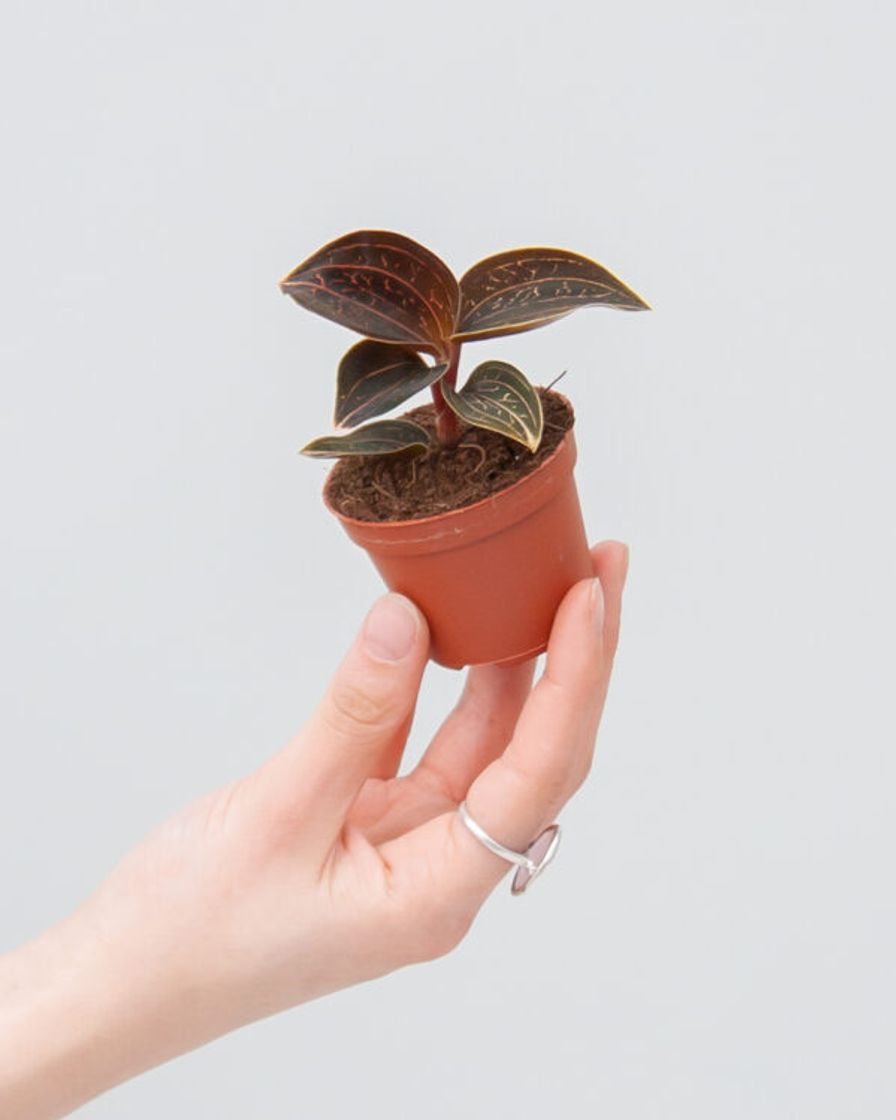 Productos Jewel Orchid Anoectochilus Chapaensis