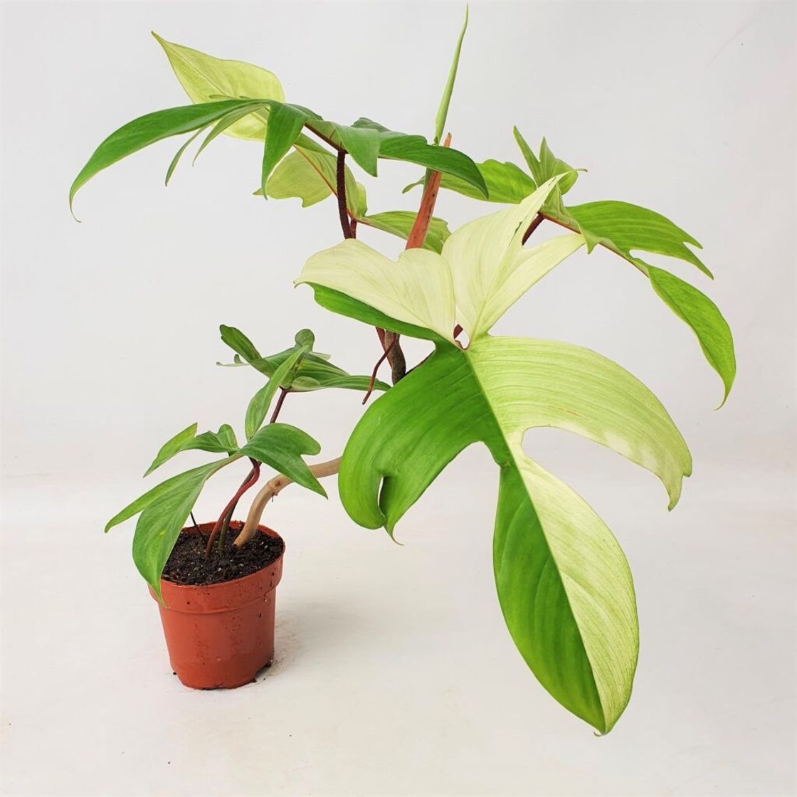 Fashion Philodendron Florida Ghost