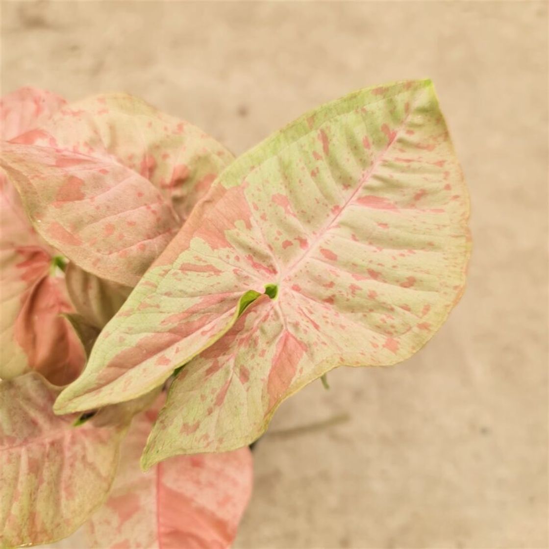 Product Syngonium Pink Spot