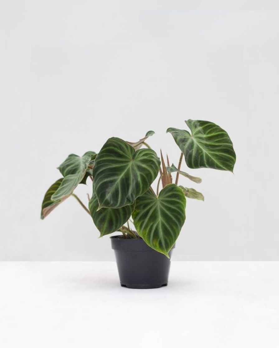 Producto Philodendron Verrucosum