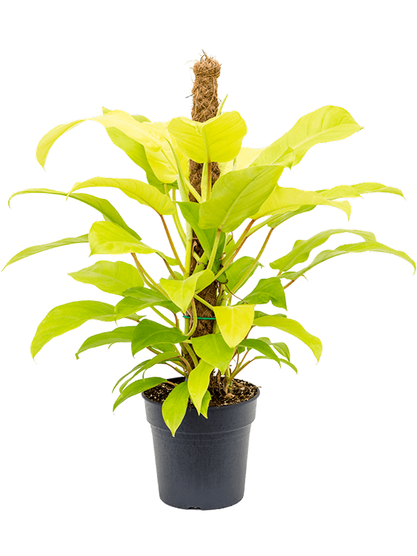 Productos Philodendron malay gold grande