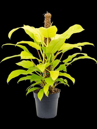 Philodendron malay gold grande