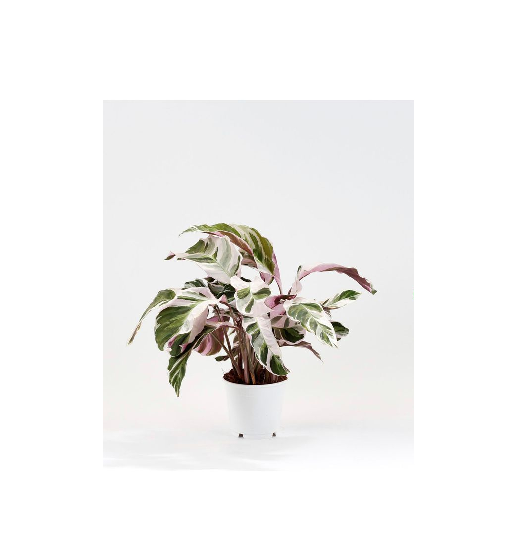 Product calathea 'white fusion'